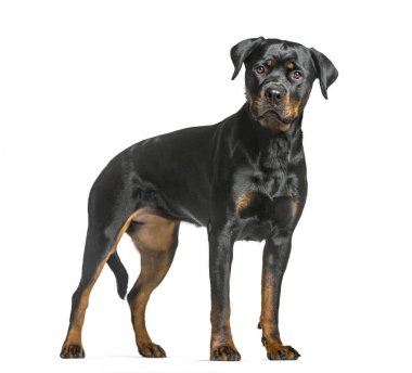 Rottweiler köpek, bekçi köpeği ayakta ve kameraya, seyir