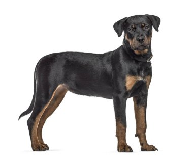 Bir rottweiler köpek, ayakta, izole üzerinde beyaz yan görünüm