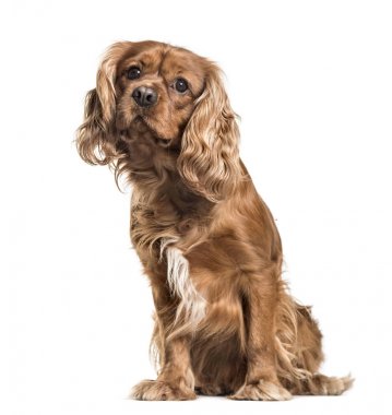 Kahverengi cavalier King Charles Spaniel köpek, otururken, wh izole