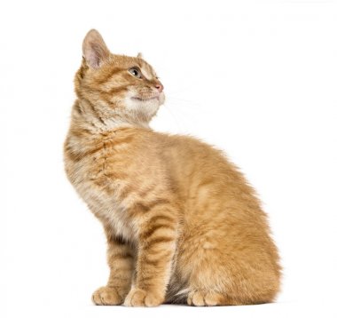 Bak arıyorum ve ararken, oturan, whit üzerinde izole zencefil kedi