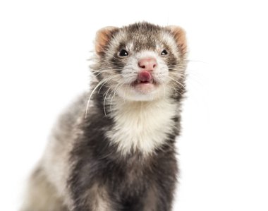 Onun Dudak yalama yaban gelinciği