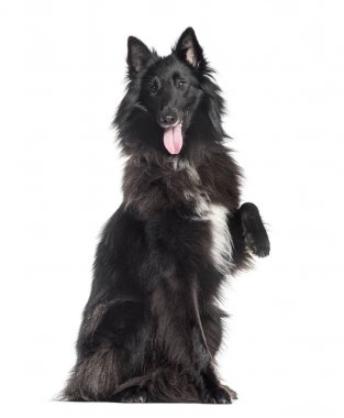 Beyaz izole Groenendael (1.5 yıl)