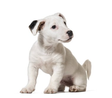 Köpek yavrusu jack Russell Terrier, WHI üzerinde izole köpek, (8 ay)