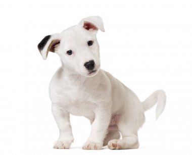 Köpek yavrusu jack Russell Terrier, WHI üzerinde izole köpek, (8 ay)