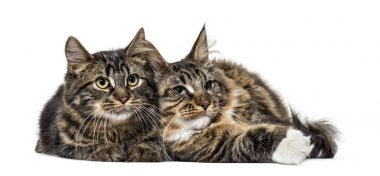 Birlikte dinlenme (6 aylık iki Maine Coon kedi)
