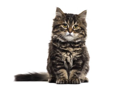 Oturma ve camer seyir soyulmuş yavru kedi karışık-breed kedi