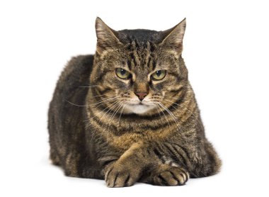 Karışık-breed kedi yalancılık aşağı bacak bacak ve rahatlatıcı bacak geçti