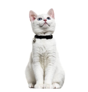 Beyaz yavru kedi karışık-breed catwearing bell tasma ve ararken