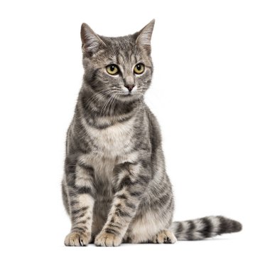 Gri oturmuş, üzerinde beyaz izole karışık-breed kedi elimden