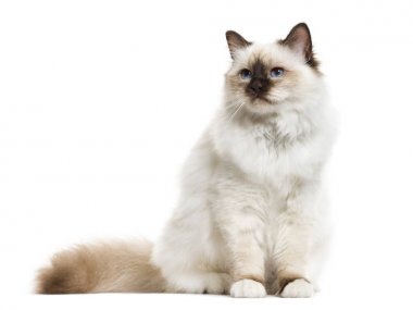 Beyaz Birman kedisi, otururken, izole