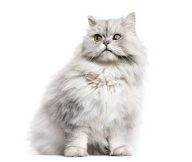 Tek gözlü kör Farsça kedi, beyaz izole