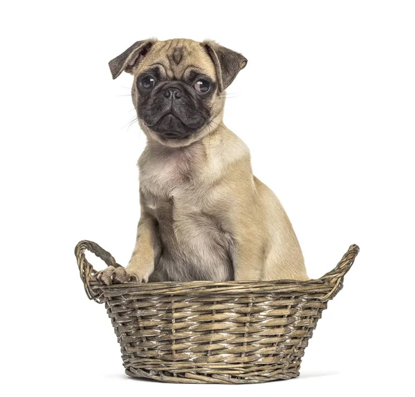 Mops sitzt in einem Weidenkorb, Hund, isoliert auf weiß — Stockfoto