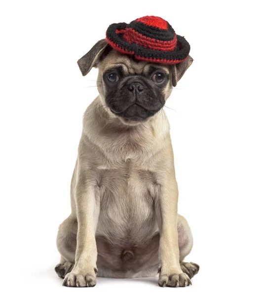Pug sentado y usando un sombrero, perro, aislado en blanco — Foto de Stock
