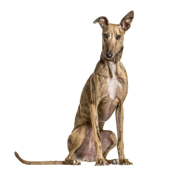 Whippet sentado y mirando a la cámara, aislado en blanco — Foto de Stock