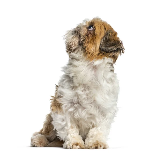 Shih Tzu, pies siedząc i patrząc w górę, na białym tle — Zdjęcie stockowe