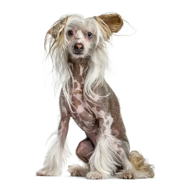 Salsicha, peludo, chinês crista cão, sentado isolado no branco — Fotografia de Stock