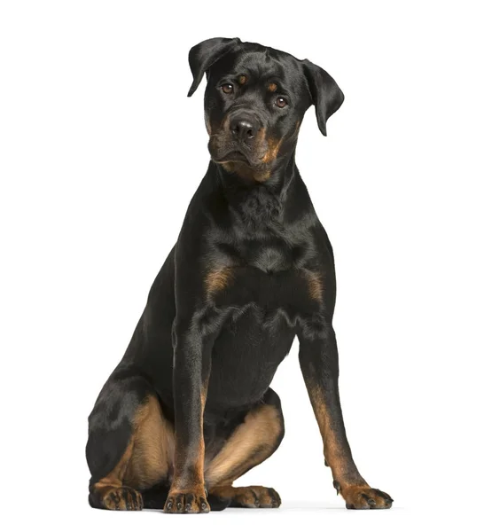 Rottweiler hund, vakt hund sitter och tittar på kameran, iso — Stockfoto