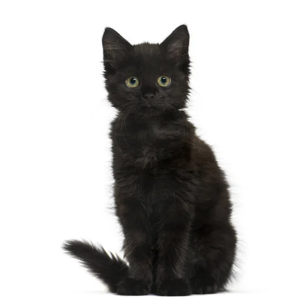 Black cat kitten sitting and looking at the camera, isolated on — Stock Photo, Image