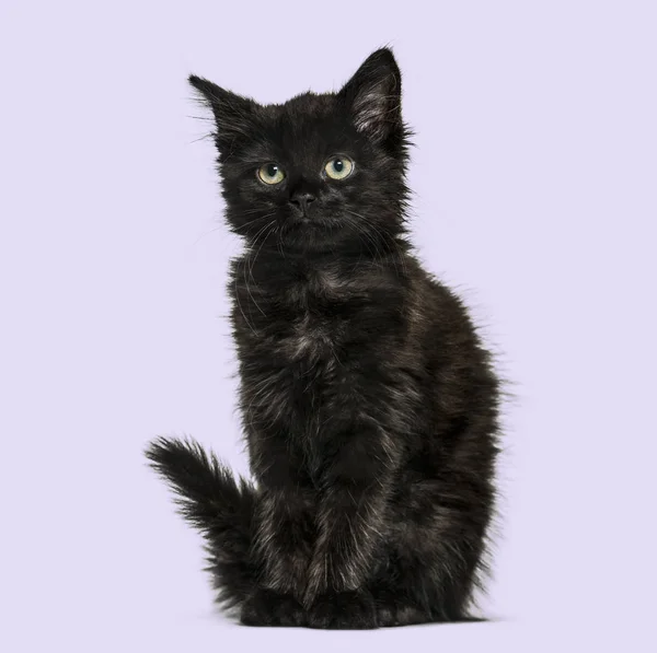 Svart katt kattunge, på lila bakgrund — Stockfoto