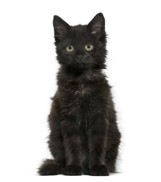 Černá kočka kotě sedící a při pohledu na fotoaparát, izolované na — Stock fotografie