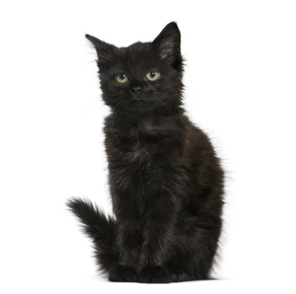 Black cat kitten sitting, isolated on white — Stock Photo, Image