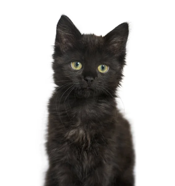 Beyaz izole bir kara kedi yavru kedi portresi — Stok fotoğraf