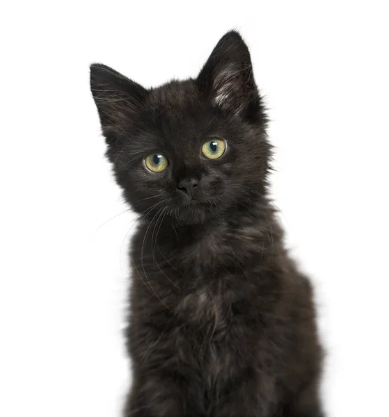 Portret van een zwarte kat kitten, geïsoleerd op wit — Stockfoto