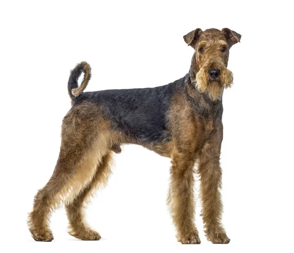 Airedale terrier dog standing and looking at the camera, isolate — Stock Photo, Image