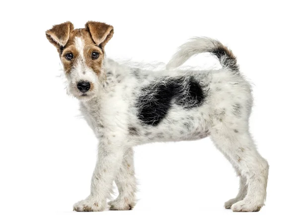 Sidovy av en Fox terrier hund, stående, isolerad på vit — Stockfoto