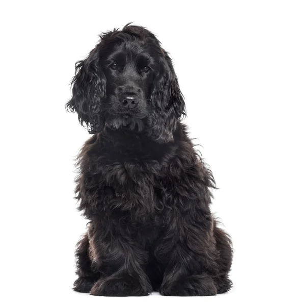 Cocker Spaniel rasen hund — Stockfoto