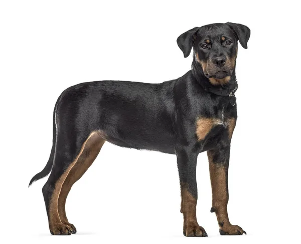 Seitenansicht eines Rottweilerhundes, stehend, isoliert auf weiß — Stockfoto