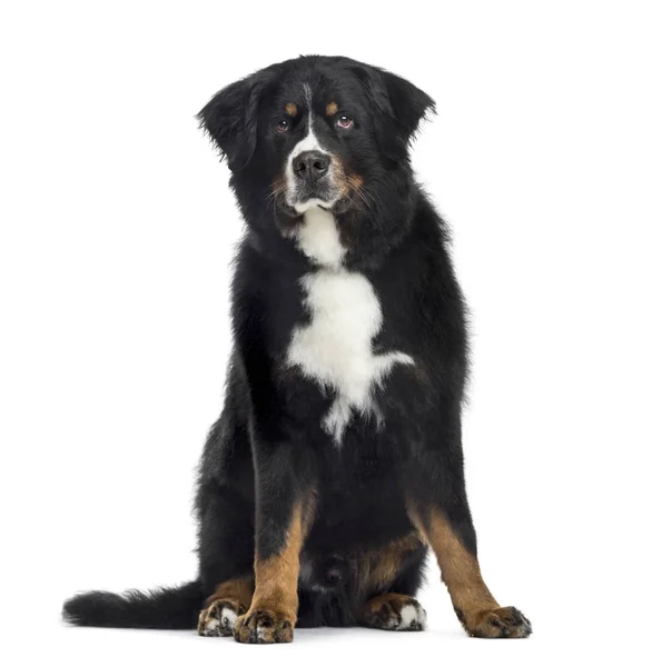 Bernese Mountain Dog, isolado em branco — Fotografia de Stock