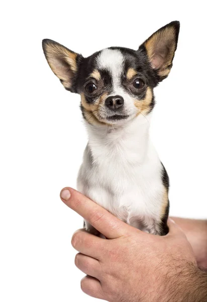 Primer plano en las manos humanas sosteniendo un chihuahua, aislado en blanco — Foto de Stock