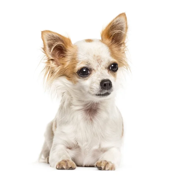 Acostado Chihuahua, aislado sobre blanco — Foto de Stock