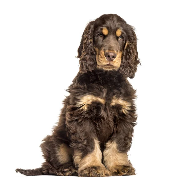 Kahverengi cocker spaniel köpek oturan — Stok fotoğraf