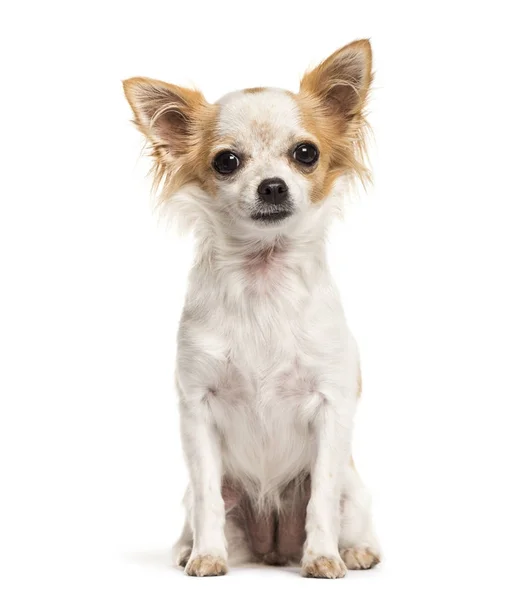 Chihuahua hond, zittend, geïsoleerd op wit — Stockfoto