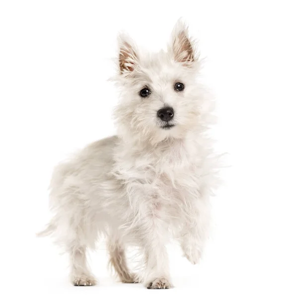 West Highland White Terrie perro, westie, caminar, aislado en wh —  Fotos de Stock