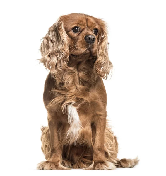 king charles cavalier brown king charles cavalier brown