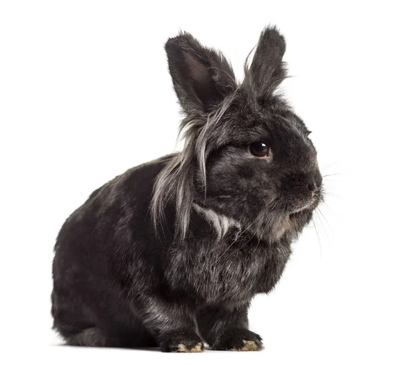 Conejo negro, aislado en blanco —  Fotos de Stock