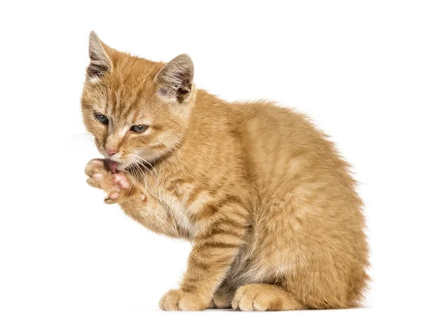 Ginger cat, sentado y limpiándose, aislado en blanco —  Fotos de Stock