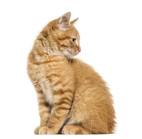 Gatto zenzero, seduto distogliendo lo sguardo, isolato su bianco — Foto Stock