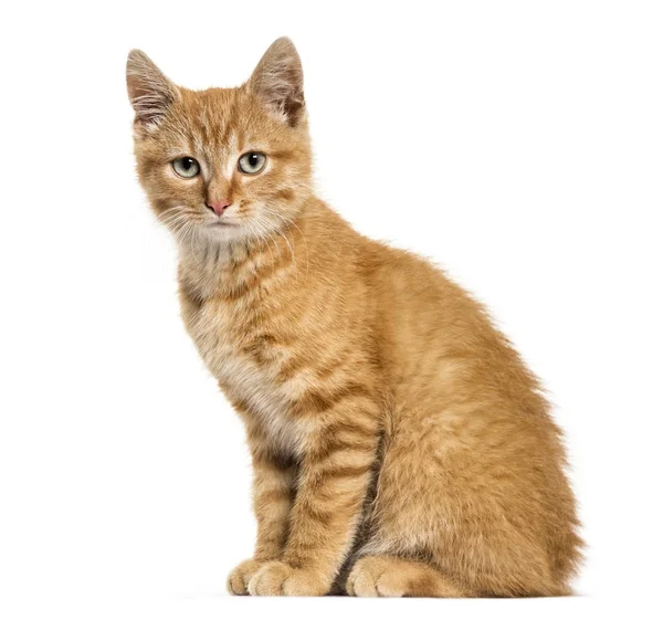 Ginger cat, sittande tittar på kameran, isolerad på vit — Stockfoto