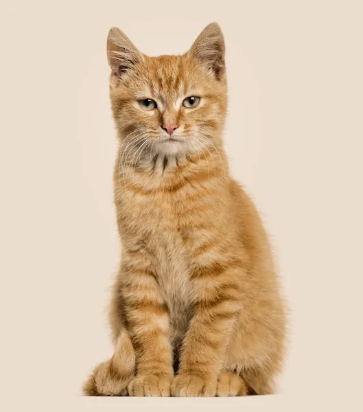 Імбирний кіт, сидячий, кольоровий фон — стокове фото
