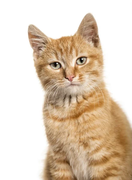 Close-up portret op een gember kat, witte achtergrond — Stockfoto