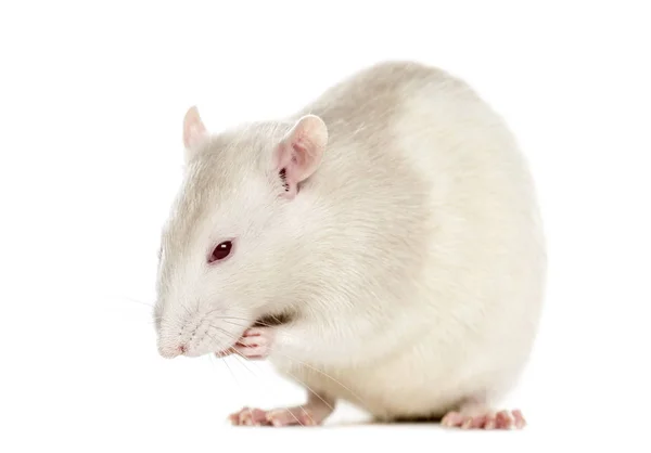 Rato (6 meses de idade), isolado sobre branco — Fotografia de Stock