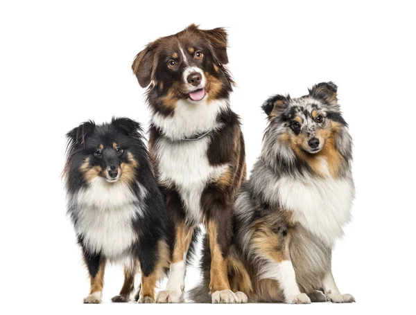 Shetland Sheepdog e Australian Shepherd, cães em uma fileira, branco — Fotografia de Stock