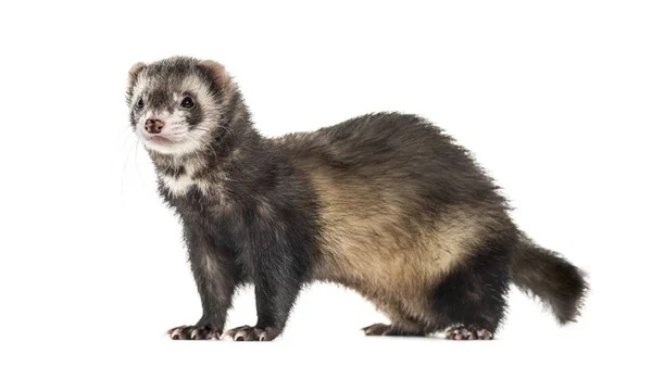 Zijaanzicht van een Ferret geïsoleerd op wit — Stockfoto