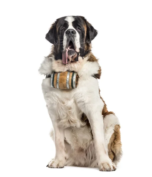 Sitting St. Bernard dog with a barrel (14 months old), isolated — Stock Photo, Image