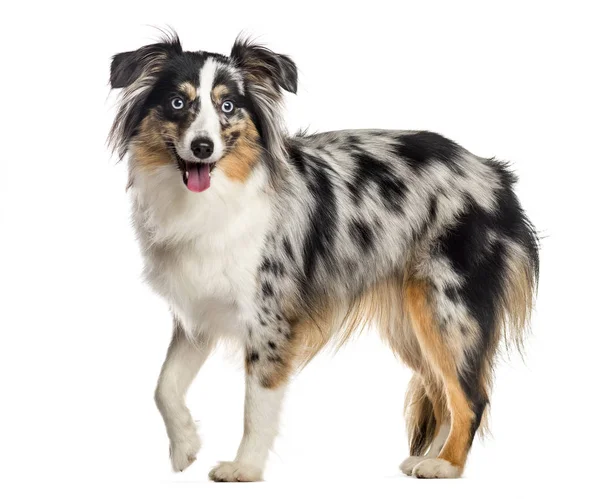 Mini Australian Shepherd, standing and panting (1 year old), iso — Stock Photo, Image