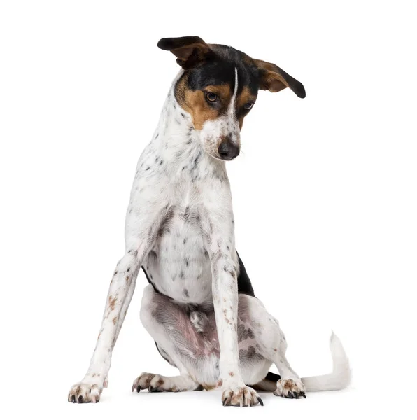 Испанская собака Ratonero Bodeguero Andaluz, изолированная на белом — стоковое фото